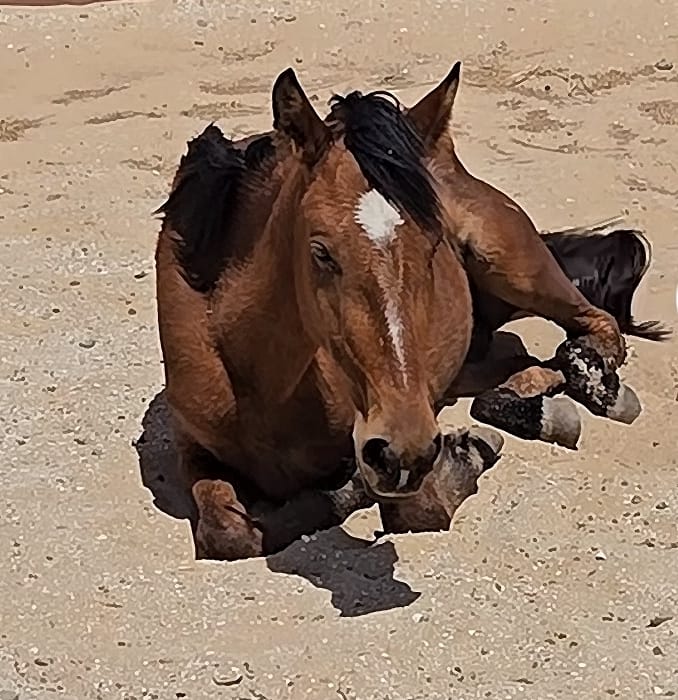 Aya, cheval sauvé par l'Association Mezeynou