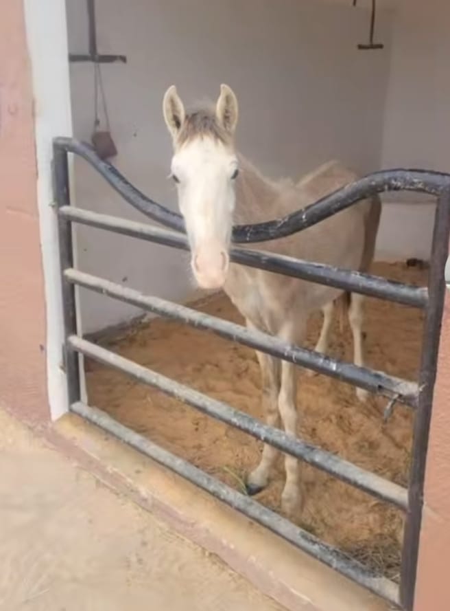 Ejaz, cheval sauvé par l'Association Mezeynou