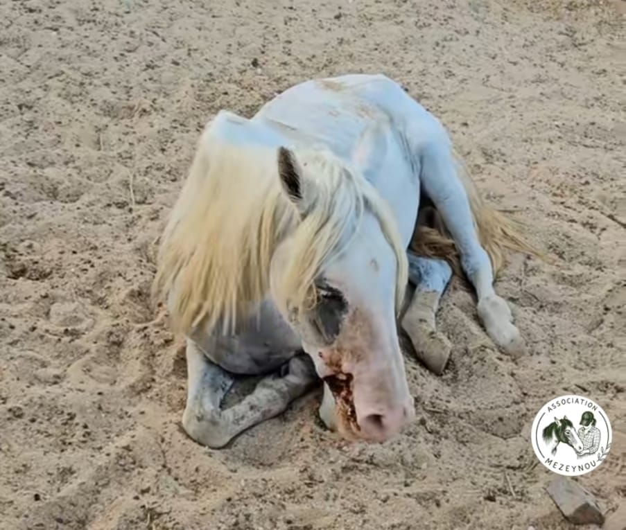 Meskina, cheval sauvé par l'Association Mezeynou