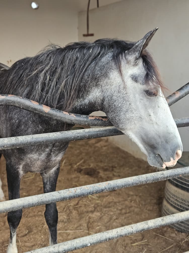 Njem, cheval sauvé par l'Association Mezeynou