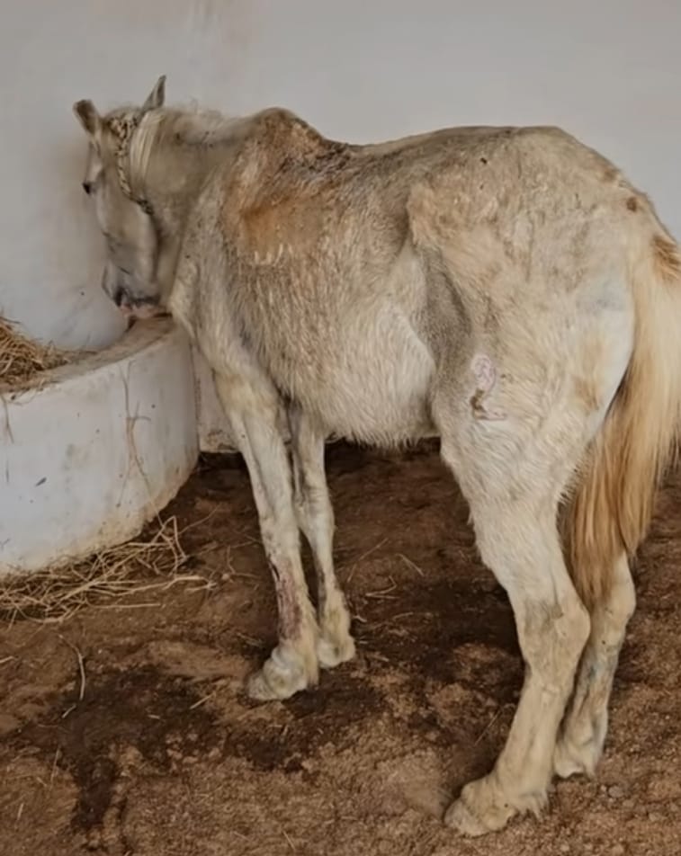 Sabira, cheval sauvé par l'Association Mezeynou