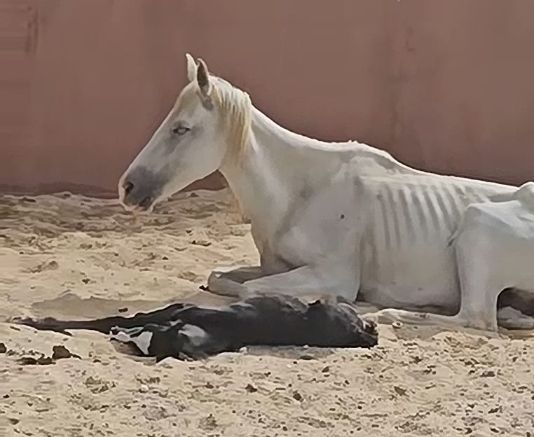Shaya et Bébé, chevaux sauvés par l'Association Mezeynou