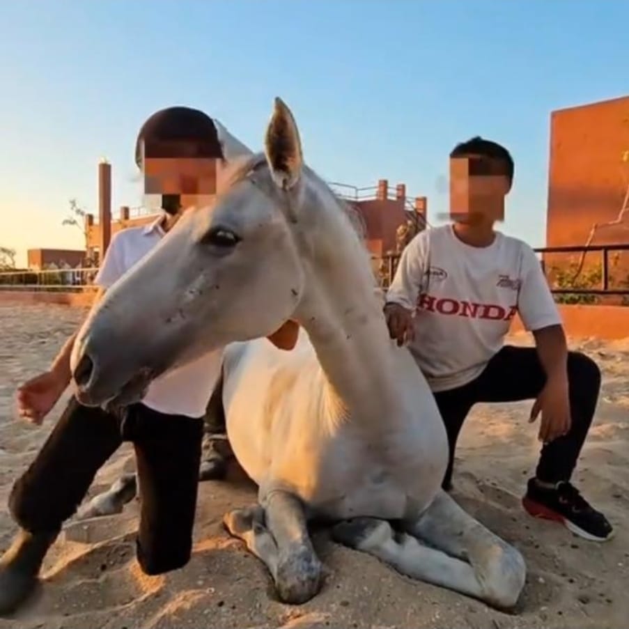 Silver, cheval sauvé par l'Association Mezeynou