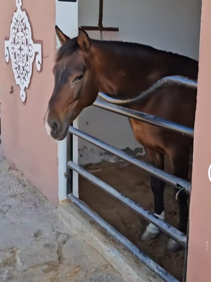 Tango, cheval sauvé par l'Association Mezeynou