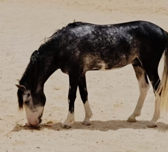 Zeus, cheval emblématique du centre équestre
